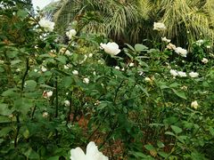 -人民公园(罗湖区)