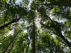 -上海海湾国家森林公园