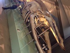 -墨尔本博物馆(Melbourne Museum)
