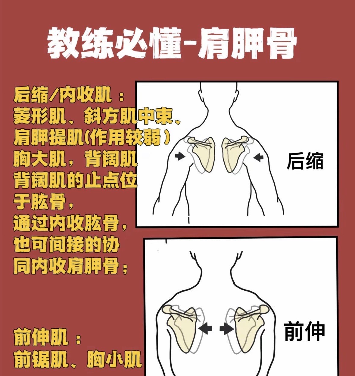 肩胛骨的六个方向图解图片