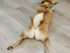 -柴迷FANS CLUB·柴犬狗咖·猫咖