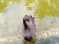 -西双版纳洲际度假酒店-海鲜傣味烧烤·侬香全日制餐厅