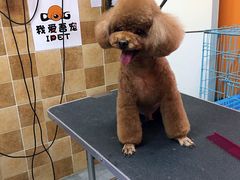 -我爱吾宠宠物美容院(朝阳路店)