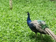 -瑞丽独树成林风景区