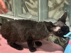 -麒麟缅因猫舍·十五年缅因猫选购中心