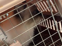 -纳吉亚猫专科动物医院·北北分院