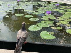 -夏苑(新加坡丽思卡尔顿美年酒店)