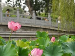 -莲湖公园