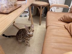 -猫友咖啡店(玉林西路店)