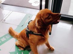 -爱侣宠医·鹦鹉专科·小型哺乳类·异宠专科(灵石路店)