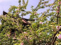 -西安青龙寺遗址景区