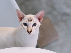 -团子家猫咪猫咖馆·柯基·柯尔鸭