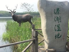 -溱湖国家湿地公园