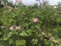 -那考河湿地公园
