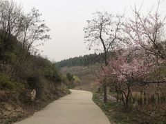 -原山国家森林公园