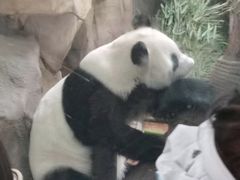 -成都动物园