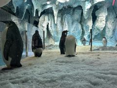 -帝企鹅自助餐厅•儿童岛•真企鹅(长隆企鹅酒店)