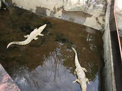 -清迈夜间动物园