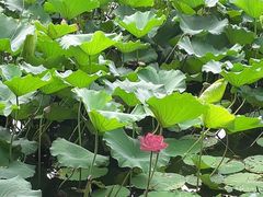 -郑和公园