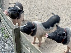 -前小桔亲子创意农场·草莓采摘·露营烧烤