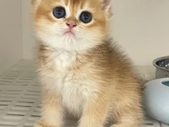 -lincat·猫舍(广州店)