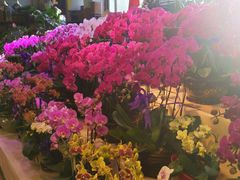 -大自然花鸟鱼虫市场