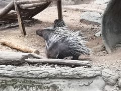 -清迈夜间动物园