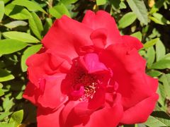 -武汉紫薇都市田园