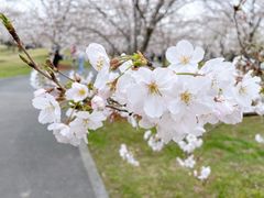 -顾村公园