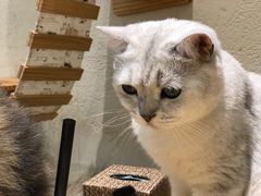 -藏猫猫咖啡主题馆(中央大道店)