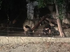 -清迈夜间动物园