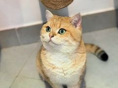 -Heymao猫咖.咖啡厅(东门店)