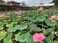 -广州莲花山旅游区