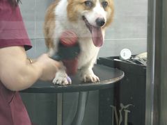 -宠福鑫康馨动物医院·骨科·眼科