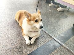 -新白鹿餐厅(银泰西湖文化广场店)