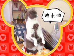 -猫音日语留学培训