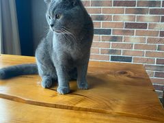 -蓝鲸·缅因猫舍