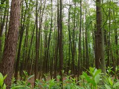 -上海共青森林公园