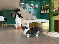 -飞行喵MR PILOT|猫舍·猫咖(静安大融城店)