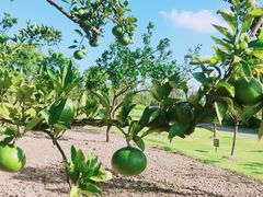 -上海长兴岛郊野公园