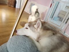 -Husky Go! 哈士奇体验馆·宠物咖啡厅狗咖