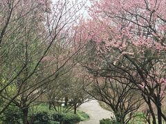 -南山植物园