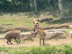 -北京野生动物园