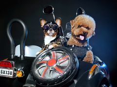 -超宠爱宠物摄影-Super pet