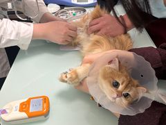 -宠福鑫康馨动物医院·骨科·眼科