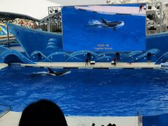 -上海海昌海洋公园
