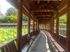 -龙头寺公园