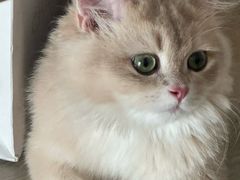 -欣宠猫屋·矮脚拿破仑·蓝金金渐层