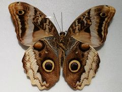 -上海昆虫博物馆