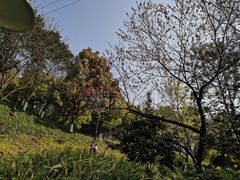 -重庆彩云湖湿地公园